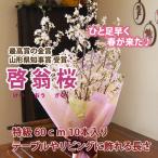 啓翁桜 山形 お歳暮 啓翁桜 テーブルに飾れる丁度良い長さ 60ｃｍ 10本 山形啓翁桜 正月 通販 花言葉 育て方 花瓶 盆栽 クリスマス