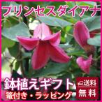 クレマチス テッセン プリンセスダイアナ 送料無料 鉢植えの花 鉢植え ギフト 篭付き ラッピング無料