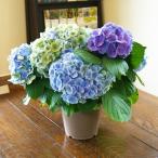 母の日 父の日 2025 花 プレゼント 紫陽花 あじさい アジサイ マジカルレボリューション 色が変わる 鉢植えの花 鉢植え 誕生日 父の日 結婚記念日
