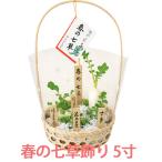 春の七草 寄せ植え 5寸 鉢植え 迎春 