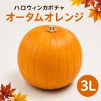 ハロウィンカボチャ 生 本物 オータムオレンジ 3L 1個(約30ｃｍ） 1個 国産 かぼちゃ 飾り 観賞用 ジャックオーランタン