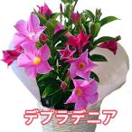 サンパラソル マンデラビラ デプラデニア 鉢植え 花 5寸 篭付き プレゼント 母の日 父の日 父の日 お中元 誕生日 結婚記念日 人気 花ギフト