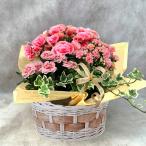 母の日 2023 母の日ギフト プレゼント ベコニア カランコエ ミニ薔薇 観葉植物 4鉢セット サンコフ sm-3 寄せ篭 寄せ鉢 寄せカゴ 寄せ植え ギフト花ギフト