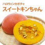 ハロウィン 食べれる かぼちゃ カボチャ 生かぼちゃ 【 スイートきんちゃん】 美味しい ホクホク 食べれるハロウィンカボチャ 飾り 巨大 パンプキン 花ギフト