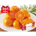 ショッピングみかん みかん　愛媛みかん5kg-贈答用