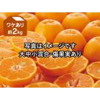 ショッピングワケアリ みかん　ポンカン約2kg-ワケアリ
