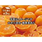 ショッピングワケアリ みかん　ポンカン約3kg-ワケアリ