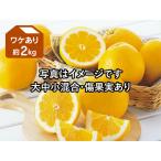 ワケあり河内晩柑(ジューシーオレンジ)約2kg