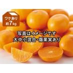 みかん ワケあり露地せとか約7kg