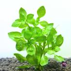  бесплатная доставка rudowijiare пенсов зеленый [ водный лист ] 5шт.@[ пестициды не использование ] аквариум водоросли зеленый rudowijia зеленый rudo-