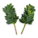 神棚 神具 お供え 純国産 八丈榊（小）1対 生の榊 神棚の里