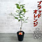 ブラッドオレンジ タロッコ 苗木【ベランダで育成】２年生苗　鉢植え 接ぎ木苗［中］15cmポット 柑橘 果樹 家庭菜園 果物 フルーツ イタリアン おしゃれ
