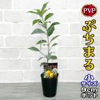 金柑苗木ぷちまる[小]9cmポット...
