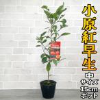 早生みかん 苗木 小原紅早生 【ベランダで育成】2年生  鉢植え 接ぎ木苗 [中] 15cmポット 温州 果樹 みかん ミカン