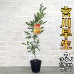 温州みかん苗木宮川早生[中]15c...