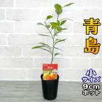 商品画像2