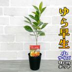 みかん苗木ゆら早生鉢植え接ぎ木苗[...