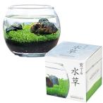 聖新陶芸 春 / 夏 / 秋の アクアリウム 水草 栽培キット ゆったり育てる 栽培セット ( 自由研究 ) S 鉢の径12cm 育てる水草 苔テラリウム 母の日 プレゼント 誕