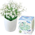 . новый керамика через год огород Mini простой свободно ... культивирование комплект мягкий гипсофила цветок культивирование комплект ( свободный изучение ) горшок. диаметр примерно 12cm белый День матери подарок день рождения GD-102