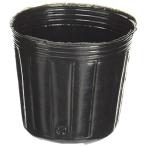  Watanabe . рассада pot 10 штук 6.0cm