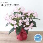  запах Sakura горшок [ru прозрачный * здесь ] Sakura горшок Рождество подарок Рождество подарок по случаю конца года подарок цветок цветок подарок горшок . цветочный горшок 11 месяц 10 день ~12 месяц 20 до дня доставка 2025