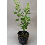 . клубника. дерево 4.5 номер pot 