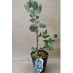 ユーカリ プレウロカルパ 4.5号ロングポット 庭木