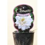 クレマチス ダッチェス オブ エジンバラ 1年生苗 2.5号ポット