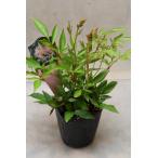 アスチルベ ピンク系 3号ポット