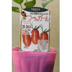 ミニトマト フラガール 自根苗 野菜苗 家庭菜園
