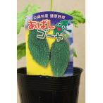 あばしゴーヤ 自根苗 野菜苗 家庭菜園