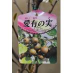 梨 愛有の実 8号鉢