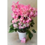 栽培用 ブーゲンビレア クリスタルピンク あんどん仕立て 5号鉢