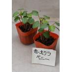 赤オクラ ベニー 苗 2個セット 野菜苗 家庭菜園