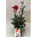 銅葉プチダリア ピュアリップ 3.5号ポット