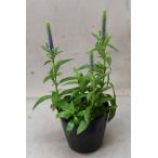 ベロニカパープルエンペラー3.5号ポット