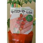 マイクロトマト レッド系 自根苗 ラベル無し 野菜苗 家庭菜園