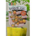 マイクロトマト イエロー系 自根苗 ラベル無し 野菜苗 家庭菜園