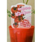 ミニトマト ピンキー 自根苗 野菜苗 家庭菜園