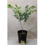 パールアカシア 6号鉢 花木