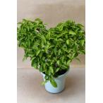 栽培用苗ニオイバンマツリ ハート型 仕立て 5号鉢 花木