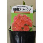 宿根フロックスオレンジエリート3号ポット