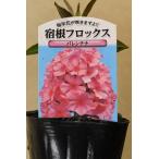 宿根フロックスバレンチナ3号ポット