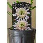 エキナセア チェリーフラフ 3.5号ロングポット