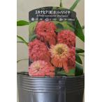 ショッピングエキナセア エキナセア ホットパパイヤ 3.5号ロングポット