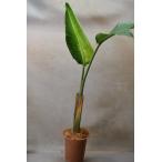 ストレリチアオーガスタ6号鉢観葉植物