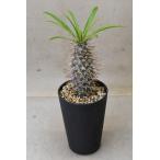 パキポディウム ラメリー 3.5号鉢 多肉植物