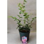 矮性サルスベリペチートサンシャイン...