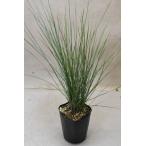 ミューレンベルギア ルビー 3.5号ロングポット