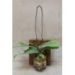  pra tiselium vi -chi доска имеется 12cm доска 